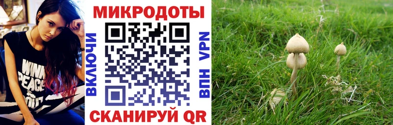 Галлюциногенные грибы Psilocybe  KRAKEN ссылка  Горно-Алтайск 